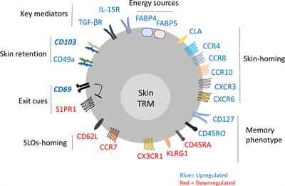 Pathophysiology of Skin Resident Memory T Cells